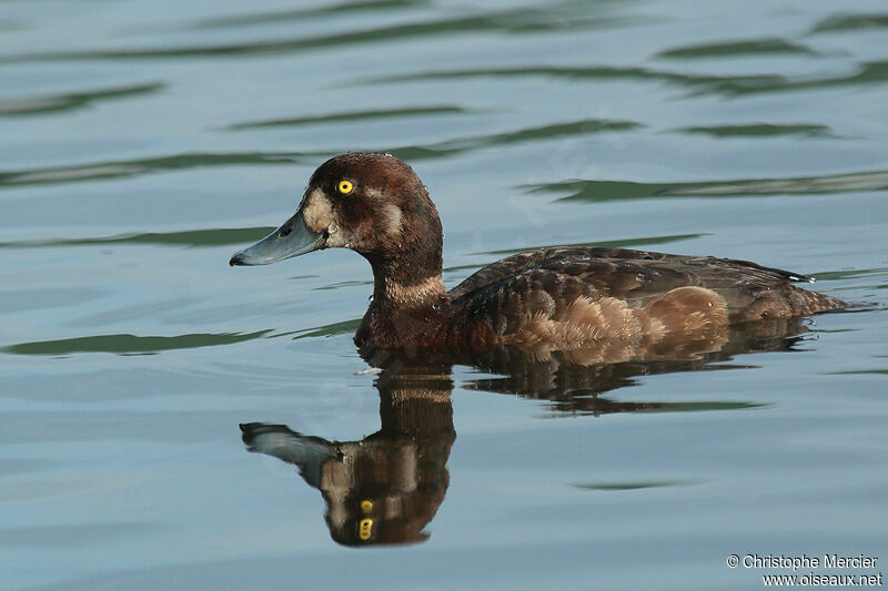 Greater Scaup