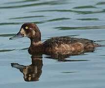 Greater Scaup