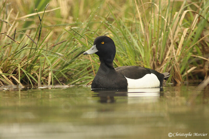 Tufted Duck