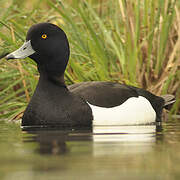 Tufted Duck