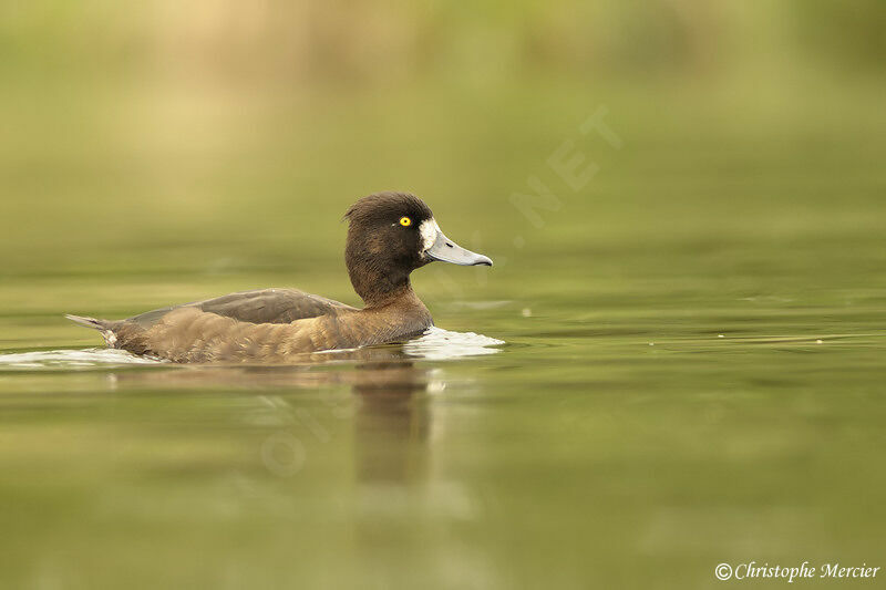 Tufted Duck