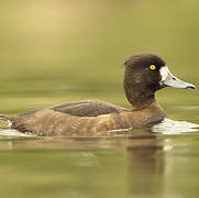 Tufted Duck