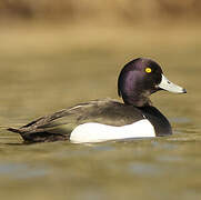 Tufted Duck