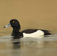 Tufted Duck