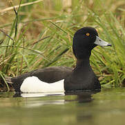 Tufted Duck