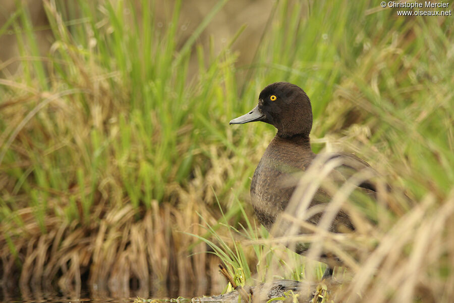 Tufted Duck