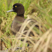 Tufted Duck