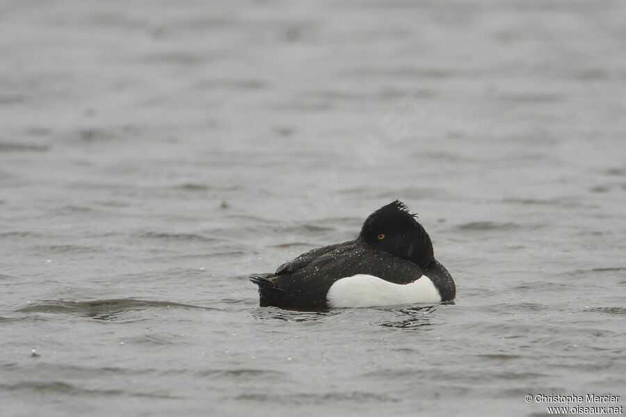 Tufted Duck