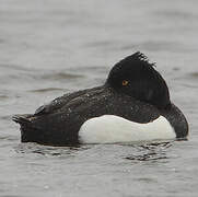 Tufted Duck