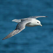 Northern Fulmar