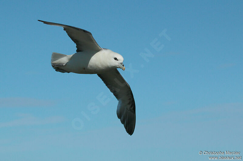 Fulmar boréal