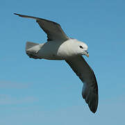 Northern Fulmar