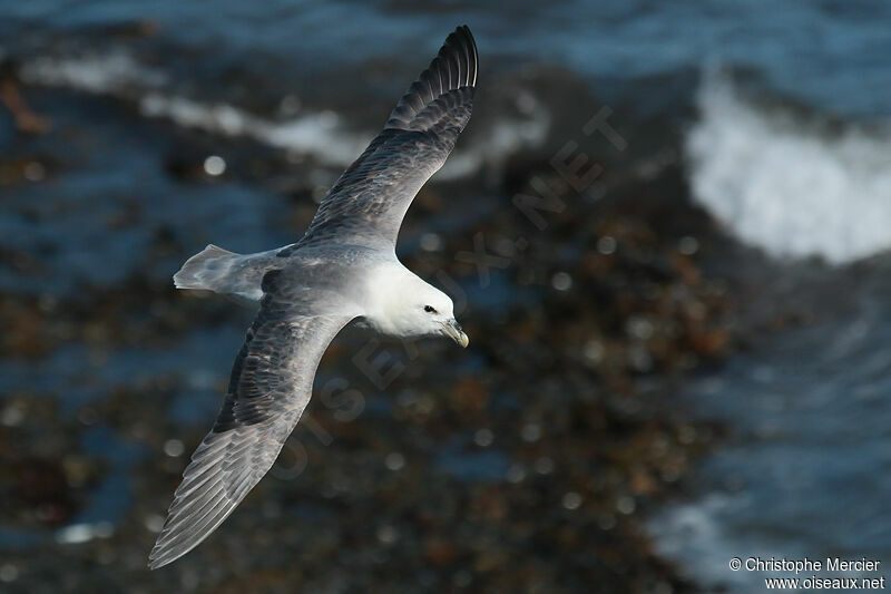 Fulmar boréal