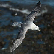 Northern Fulmar