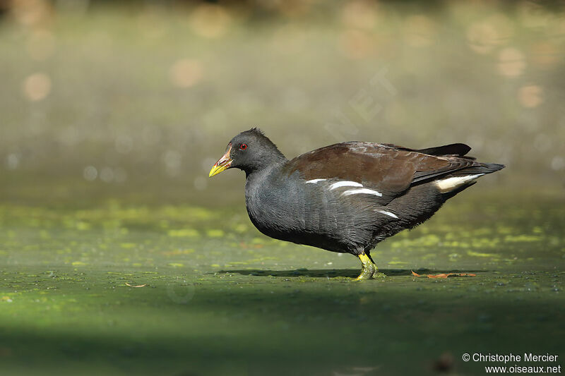 Gallinule poule-d'eau