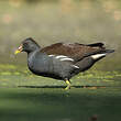 Gallinule poule-d'eau