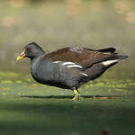 Gallinule poule-d'eau