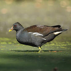 Gallinule poule-d'eau