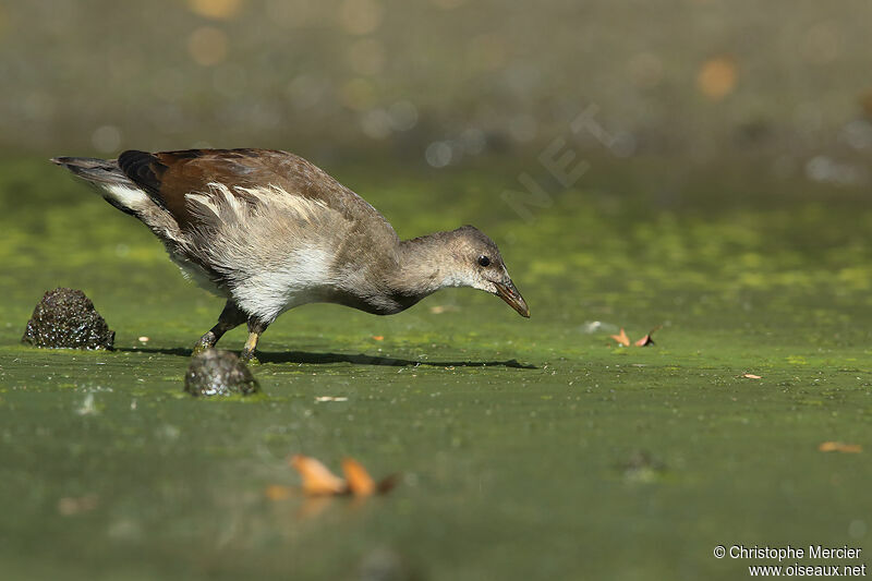 Common Moorhen