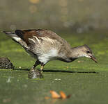 Gallinule poule-d'eau