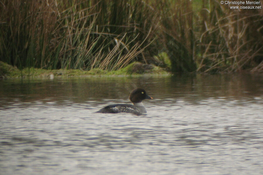 Common Goldeneye