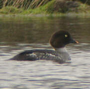 Common Goldeneye