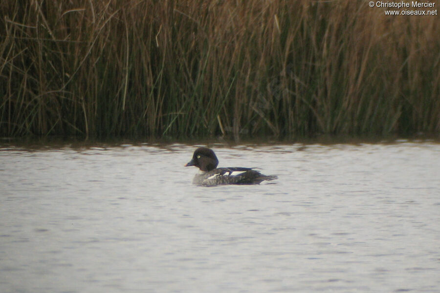 Common Goldeneye