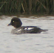 Common Goldeneye