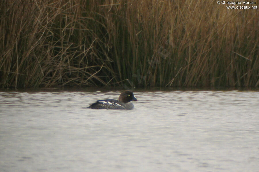 Common Goldeneye