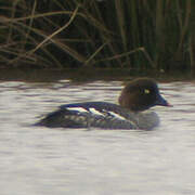 Common Goldeneye