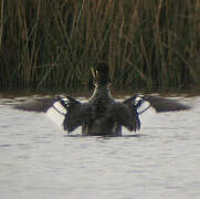 Common Goldeneye