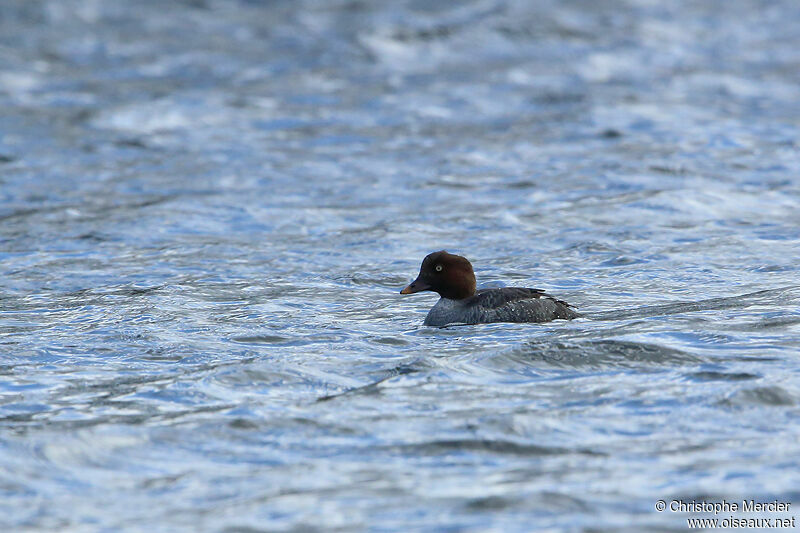 Common Goldeneye