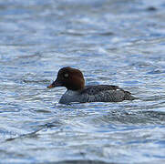 Common Goldeneye