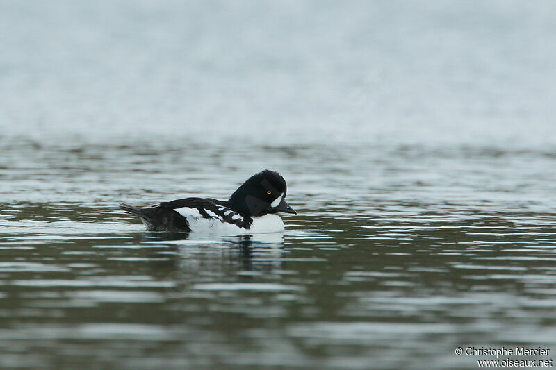 Barrow's Goldeneye