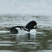 Barrow's Goldeneye