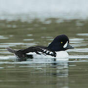 Barrow's Goldeneye