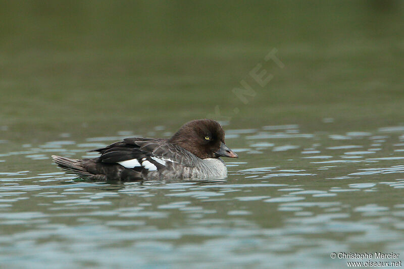 Barrow's Goldeneye