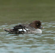 Barrow's Goldeneye