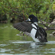 Barrow's Goldeneye