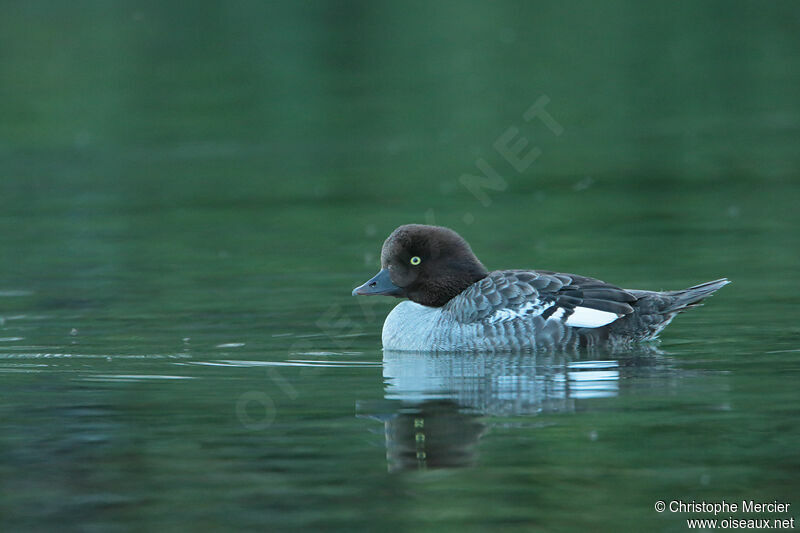 Barrow's Goldeneye