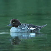 Barrow's Goldeneye