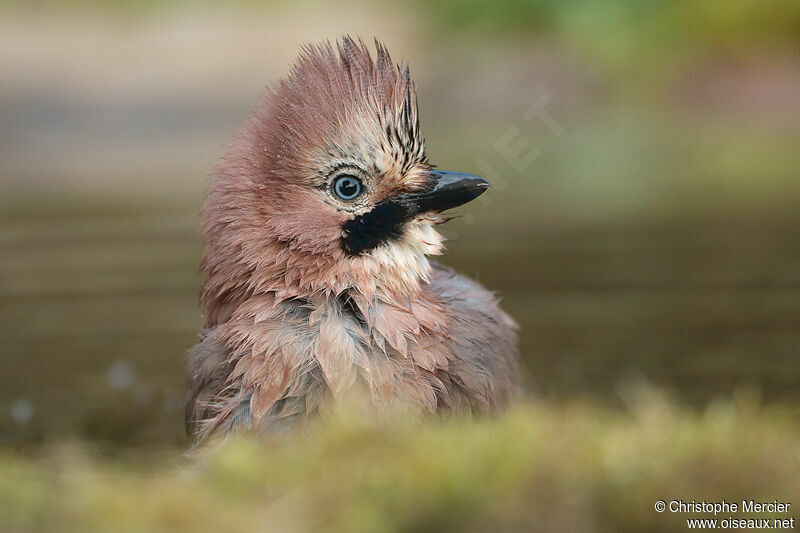 Eurasian Jay