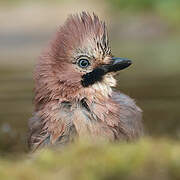 Eurasian Jay