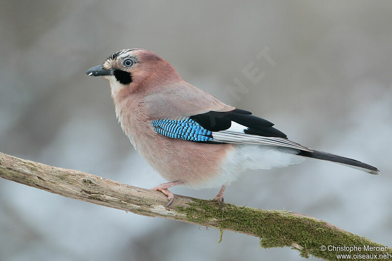 Eurasian Jay