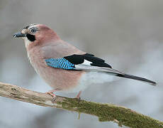 Eurasian Jay