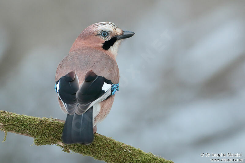 Eurasian Jay