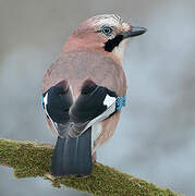 Eurasian Jay