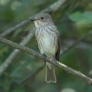 Spotted Flycatcher