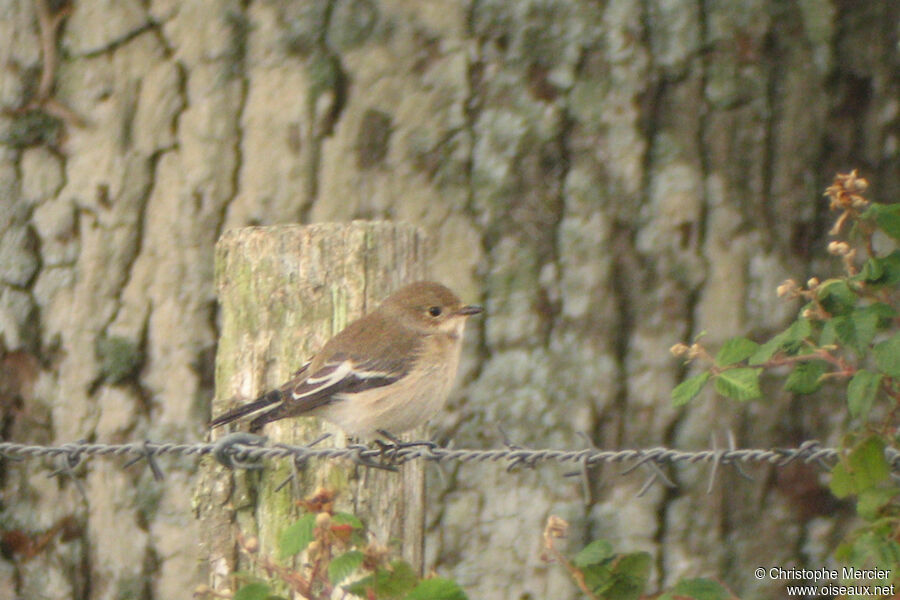 European Pied Flycatcher