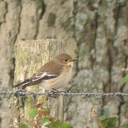 European Pied Flycatcher